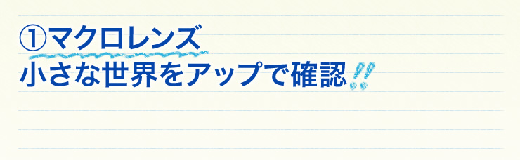 マクロレンズ　小さな世界をアップで確認！！