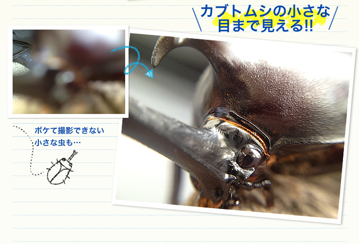 カブトムシの小さな目まで見える！！